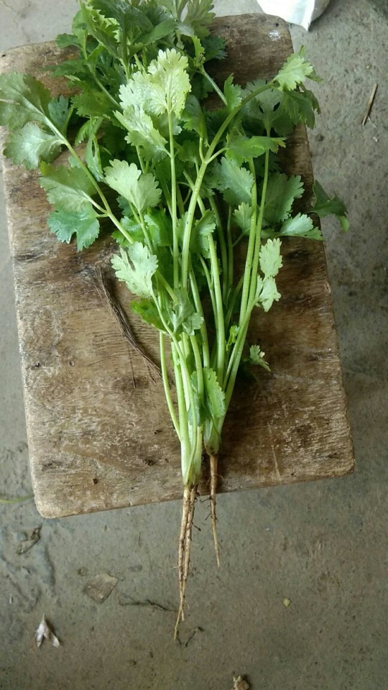 大叶香菜