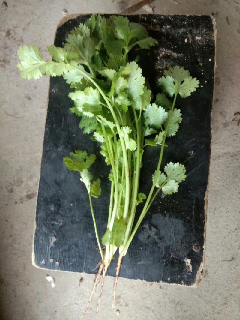 大叶香菜