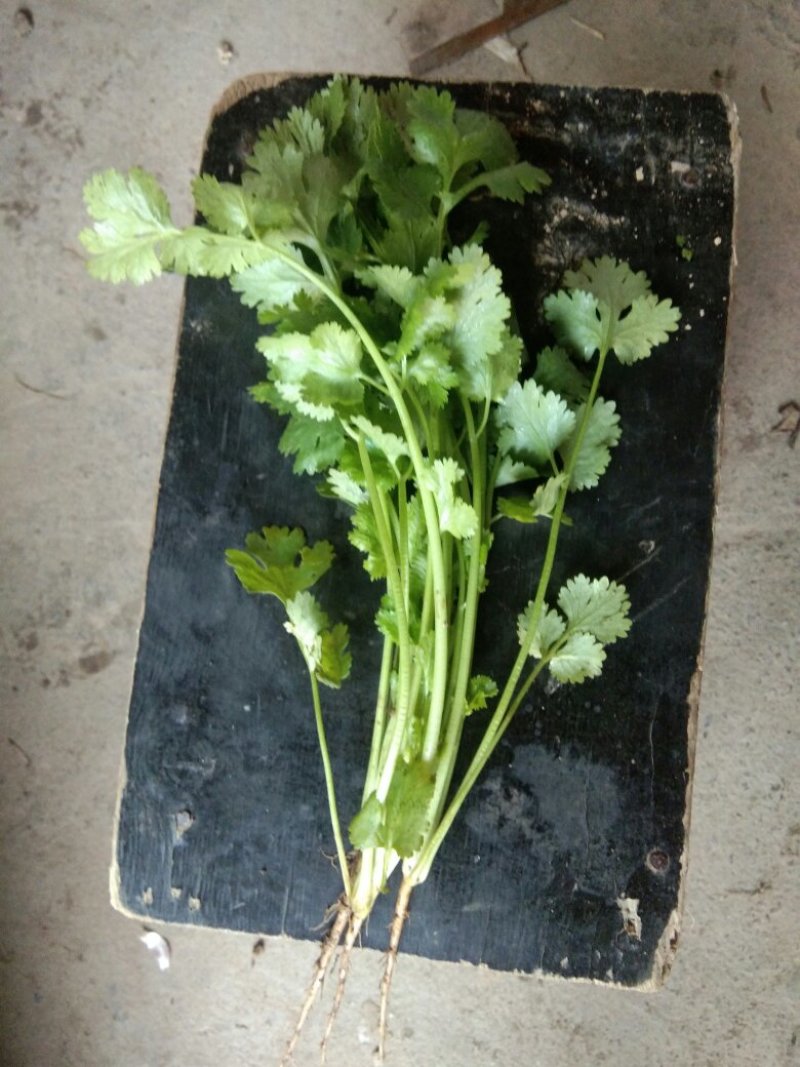 大叶香菜