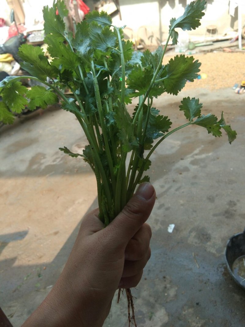 大叶香菜