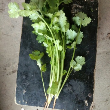 大叶香菜