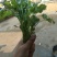大叶香菜