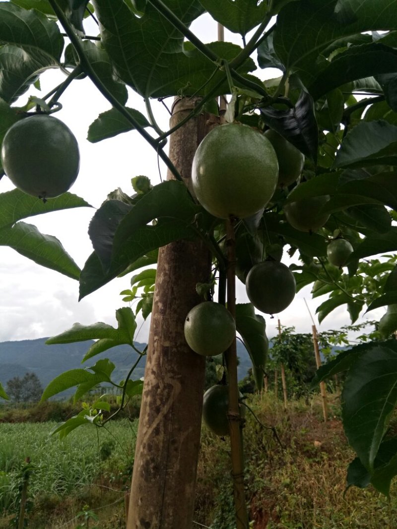 云南德宏芒市鲜农种植专业合作社现有四百多亩百香果种植基地