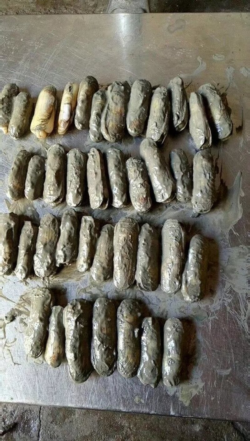 蛏子，海蛏，指甲螺，圣子螺，天然海螺，大指甲螺