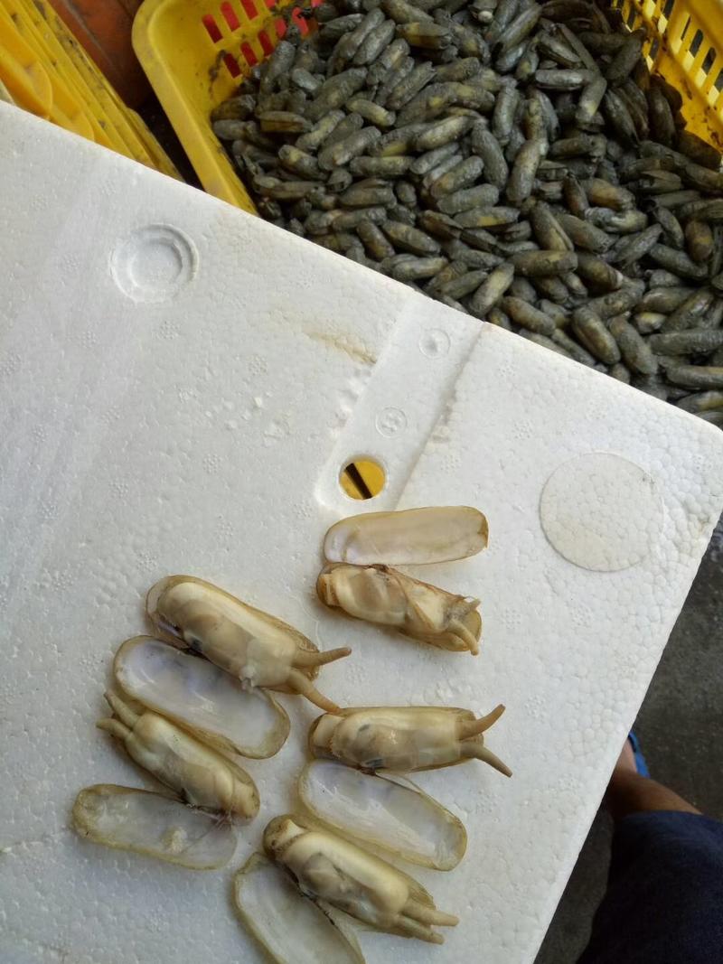 蛏子，海蛏，指甲螺，圣子螺，天然海螺，大指甲螺