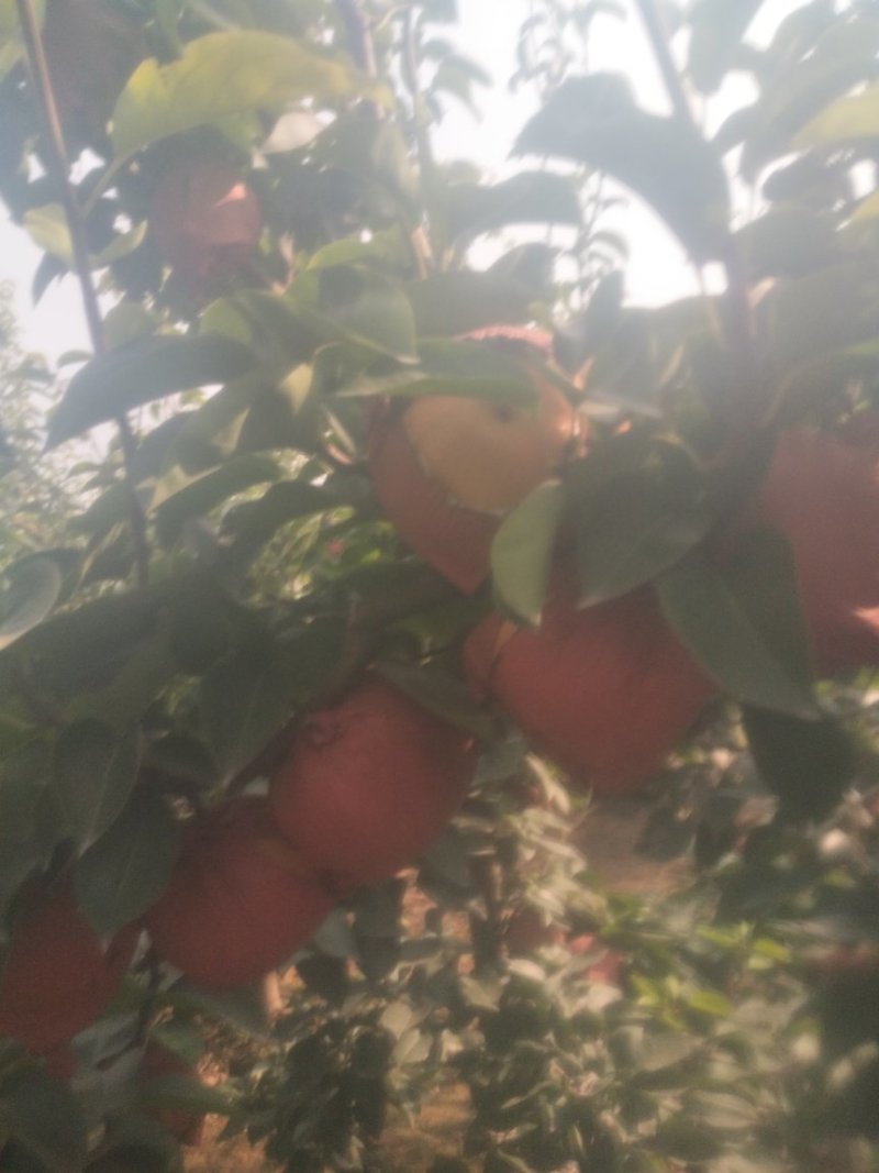 晚秋黄梨