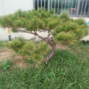 老哥买的小树