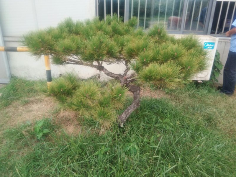 老哥买的小树