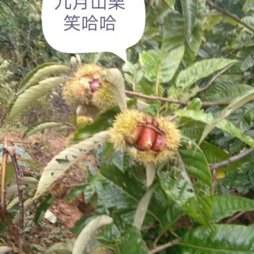 五莲县回龙山野生板栗成熟了