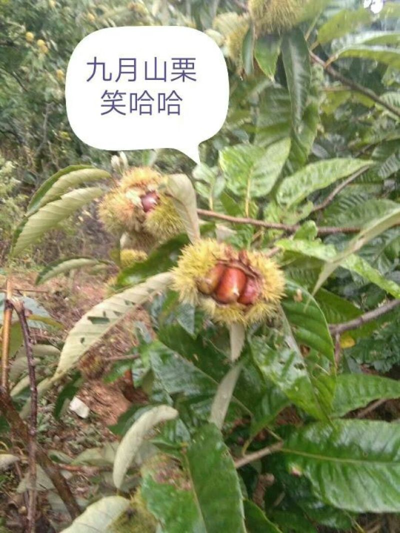 五莲县回龙山野生板栗成熟了