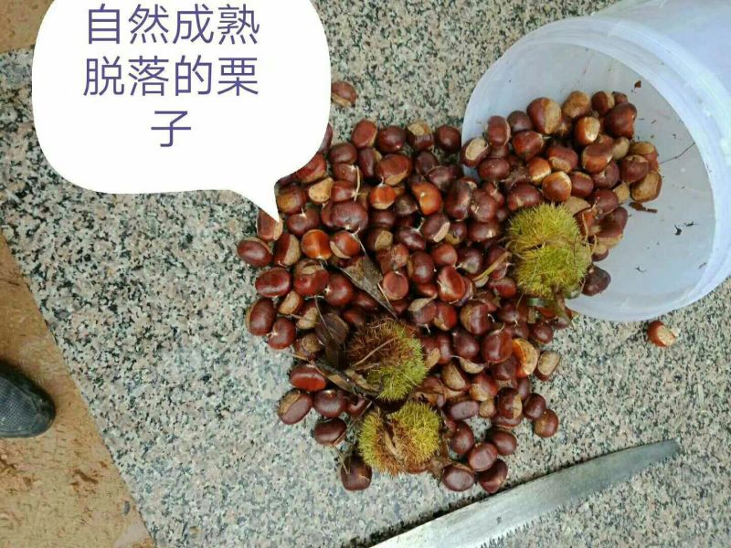 五莲县回龙山野生板栗成熟了