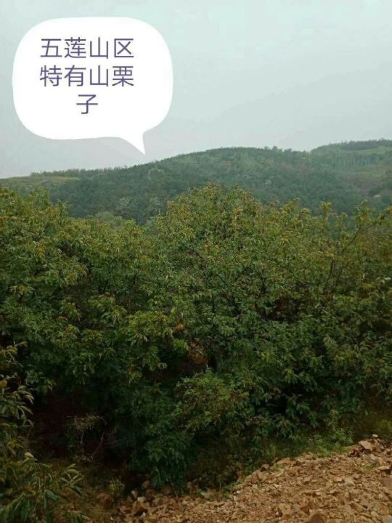 五莲县回龙山野生板栗成熟了