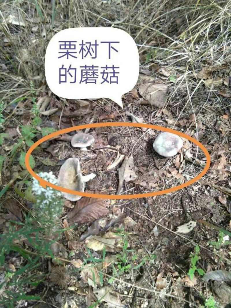 五莲县回龙山野生板栗成熟了