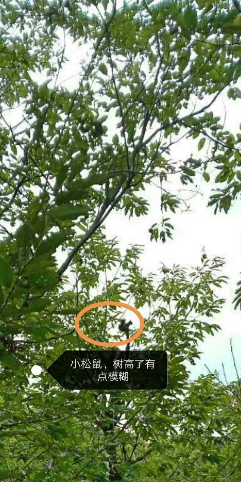 五莲县回龙山野生板栗成熟了