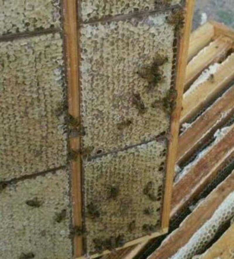 蜂巢蜜一盒一斤2盒起批35元/盒