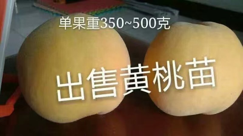 出售桃树李子树梨树