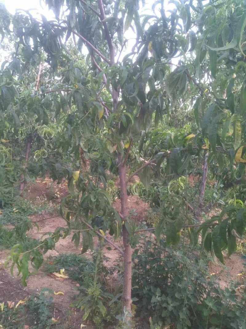 出售桃树李子树梨树