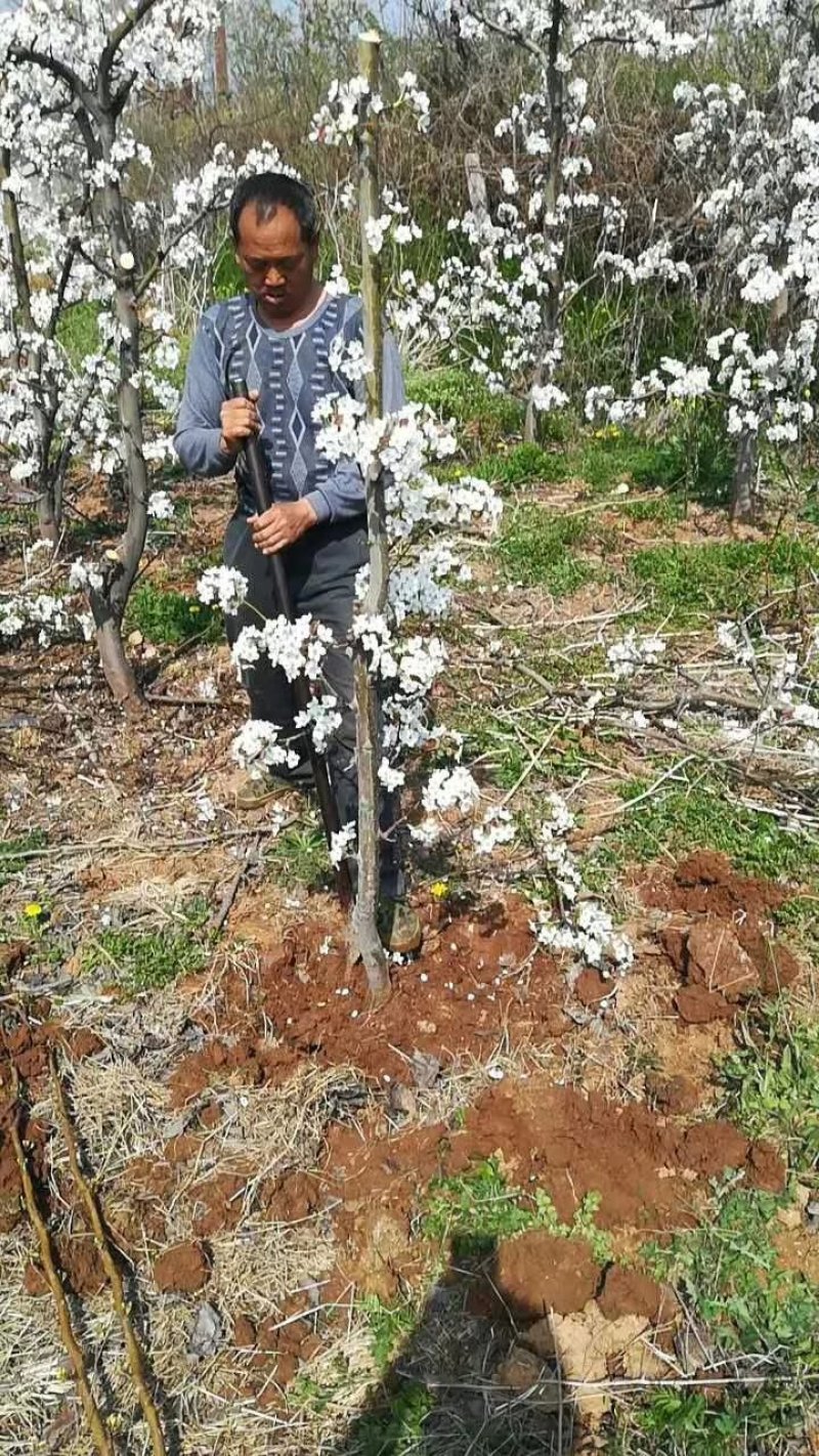 出售桃树李子树梨树