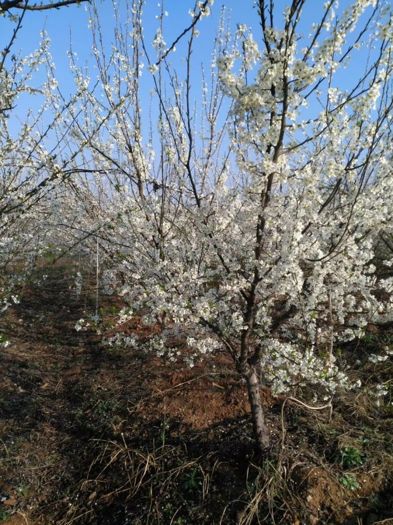 出售桃树李子树梨树