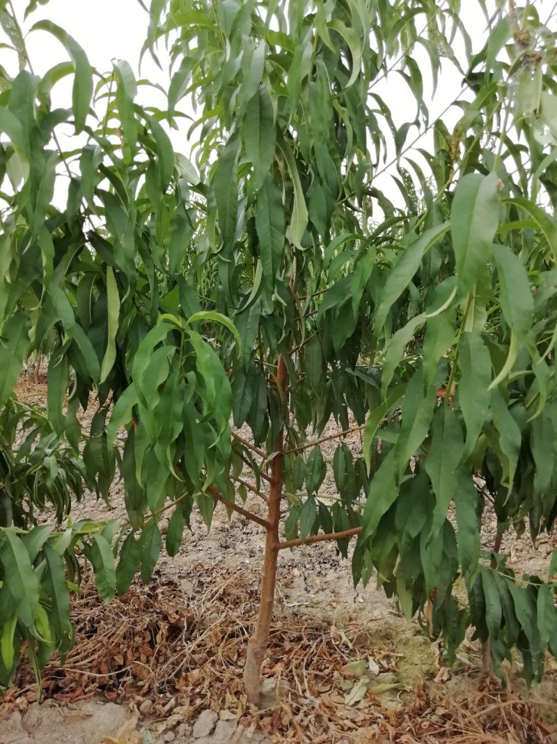 出售桃树李子树梨树