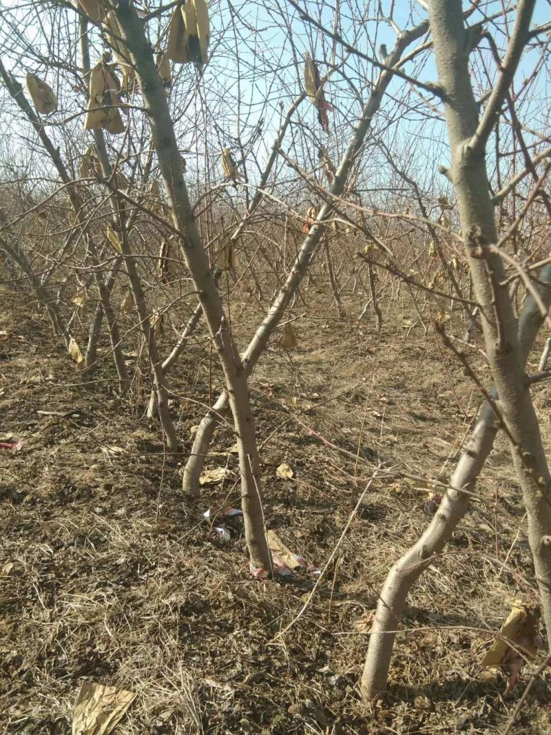 出售桃树李子树梨树