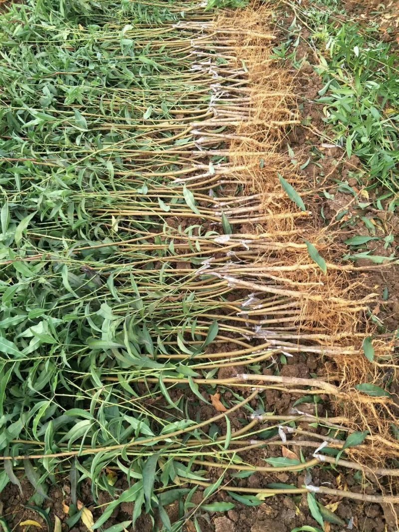 出售桃树李子树梨树
