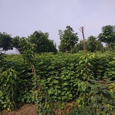 梓树苗