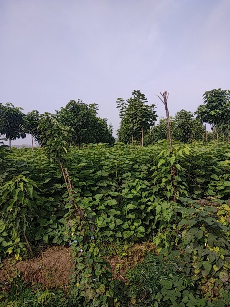 梓树苗