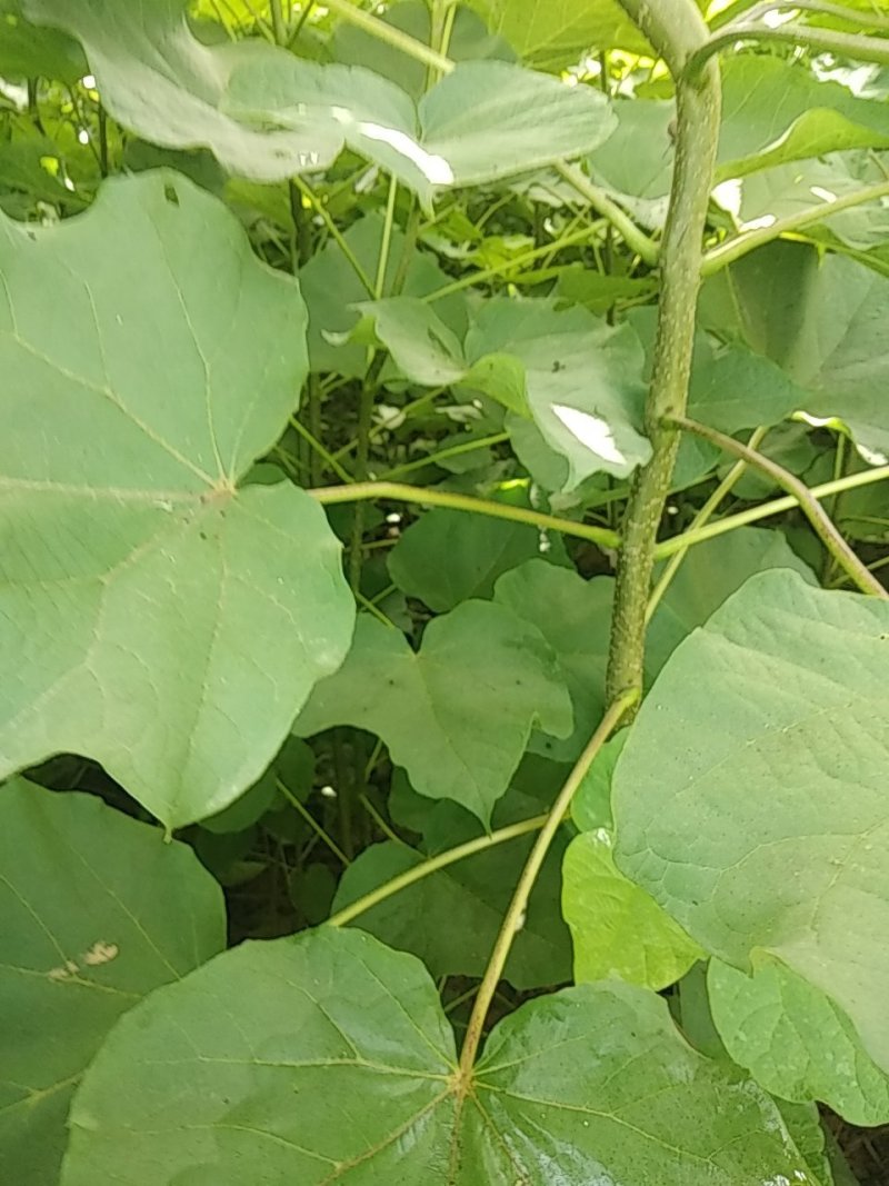 梓树苗