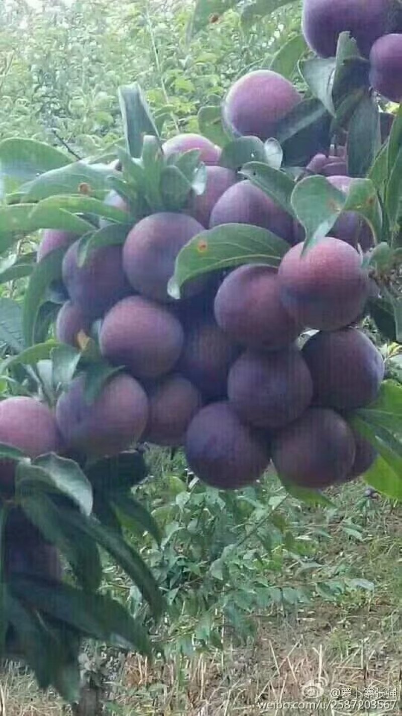 脆红李子