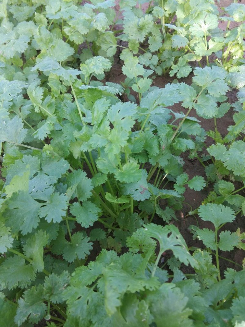 大叶香菜