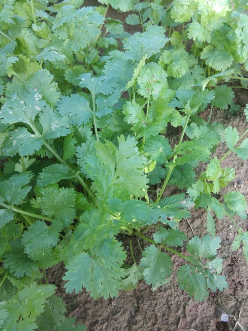 大叶香菜
