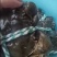 阳澄湖大闸蟹