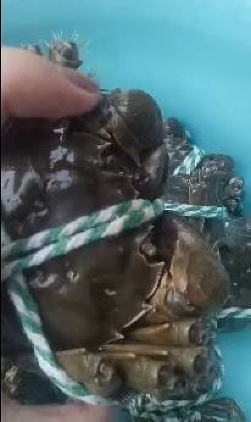 阳澄湖大闸蟹