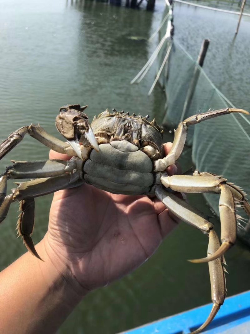 阳澄湖大闸蟹