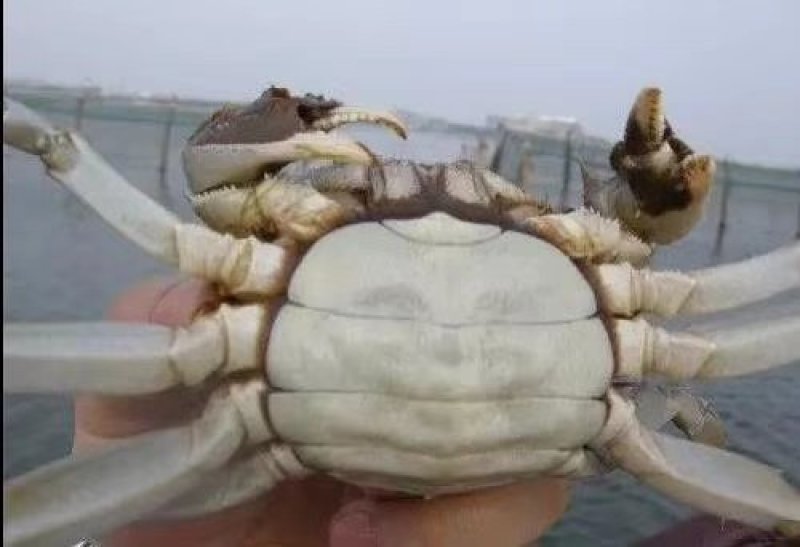 阳澄湖大闸蟹