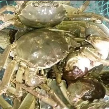 阳澄湖大闸蟹