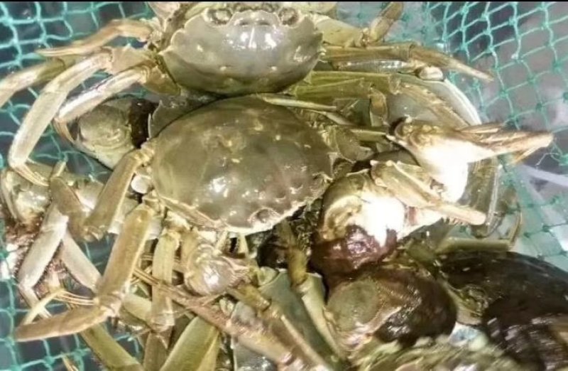 阳澄湖大闸蟹