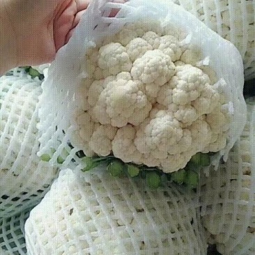 精品实花花菜，花面白净紧实，形状好，一亩田指定合作商