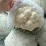 精品实花花菜，花面白净紧实，形状好，一亩田指定合作商