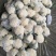 精品实花花菜，花面白净紧实，形状好，一亩田指定合作商
