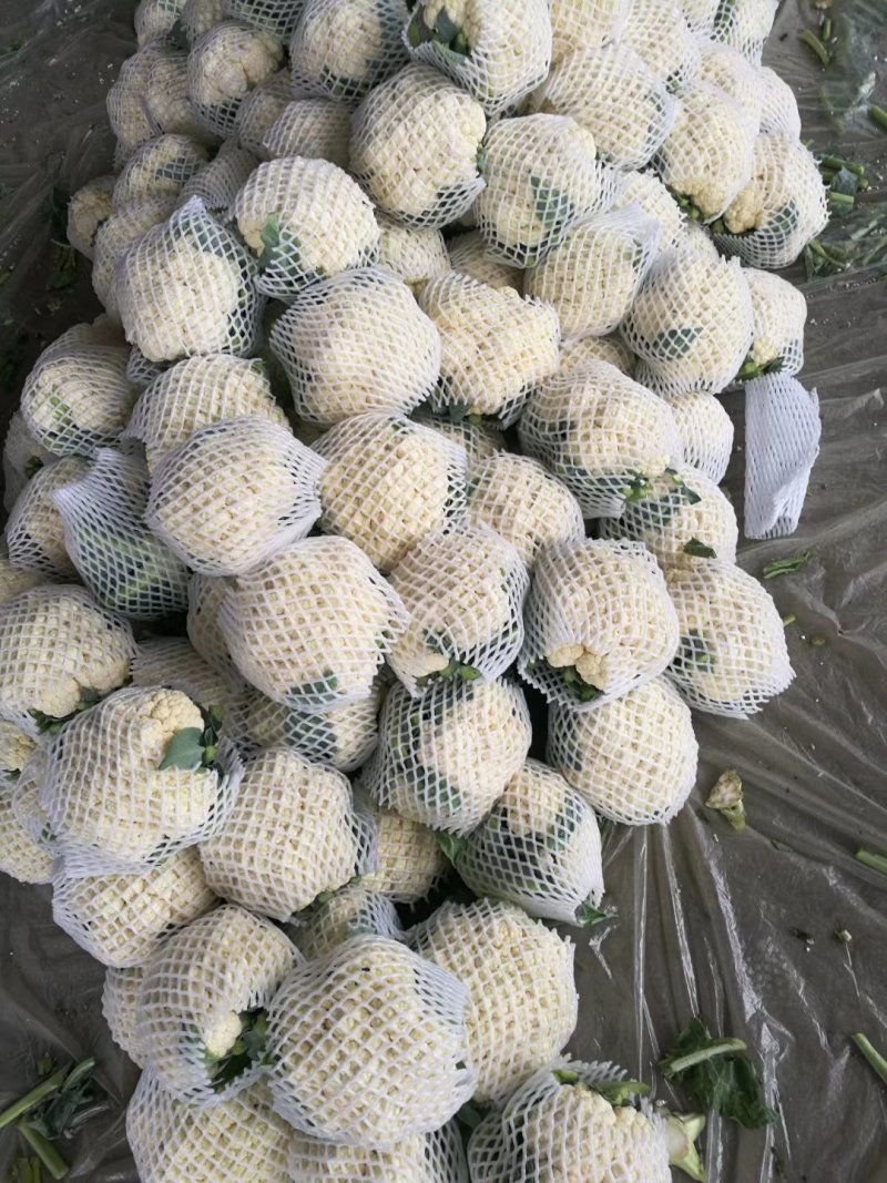 精品实花花菜，花面白净紧实，形状好，一亩田指定合作商