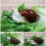 白玉蜗牛