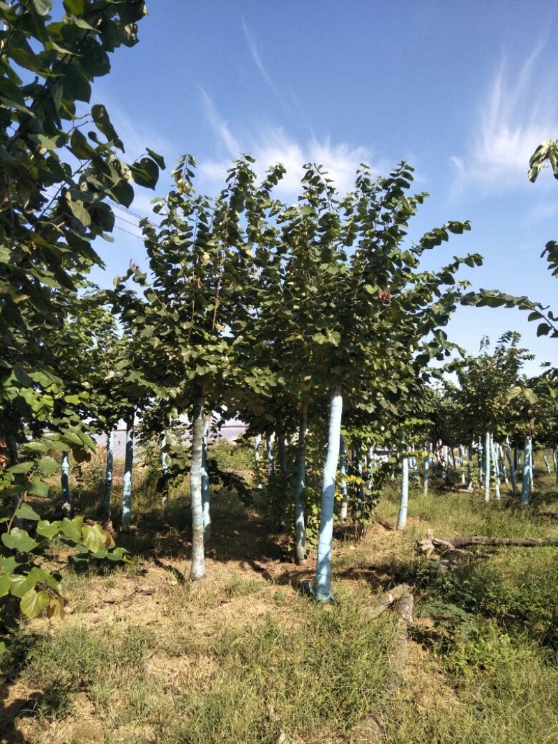 巨紫荆8一15公分量大两万多棵