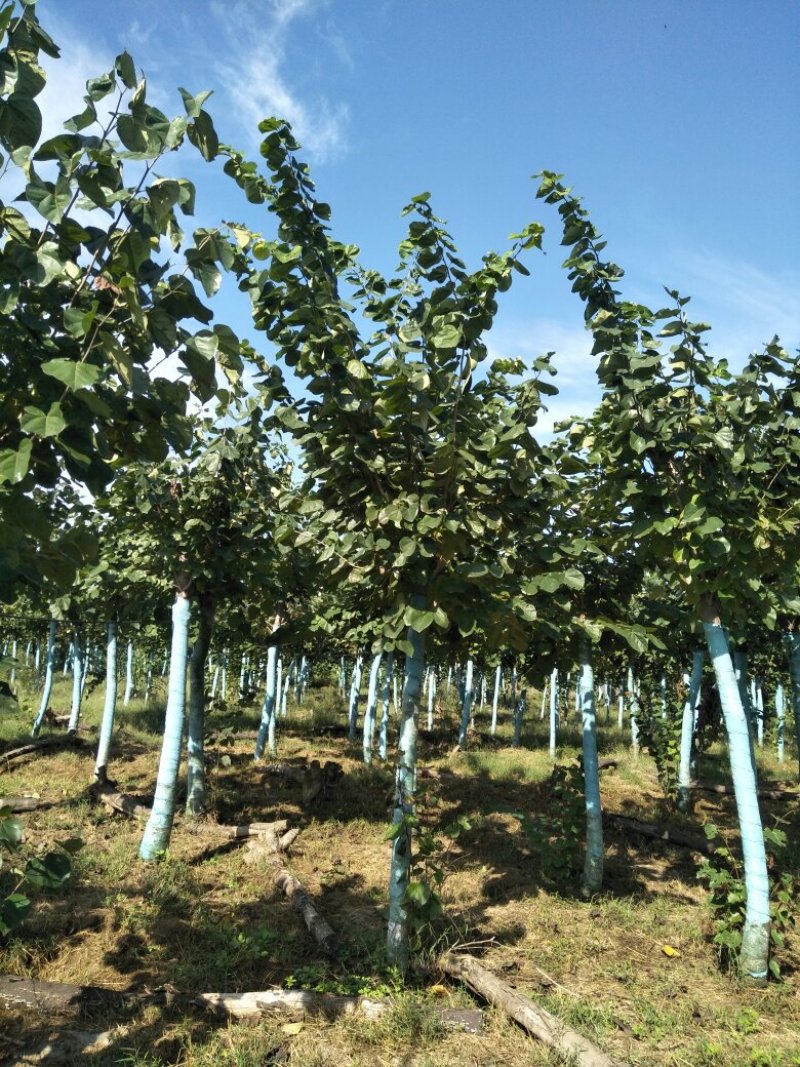 巨紫荆8一15公分量大两万多棵