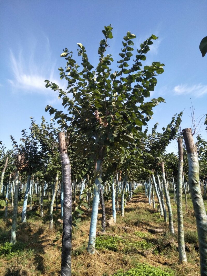 巨紫荆8一15公分量大两万多棵