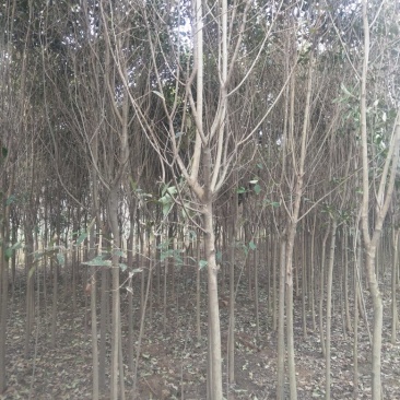 合欢八公分到十公分