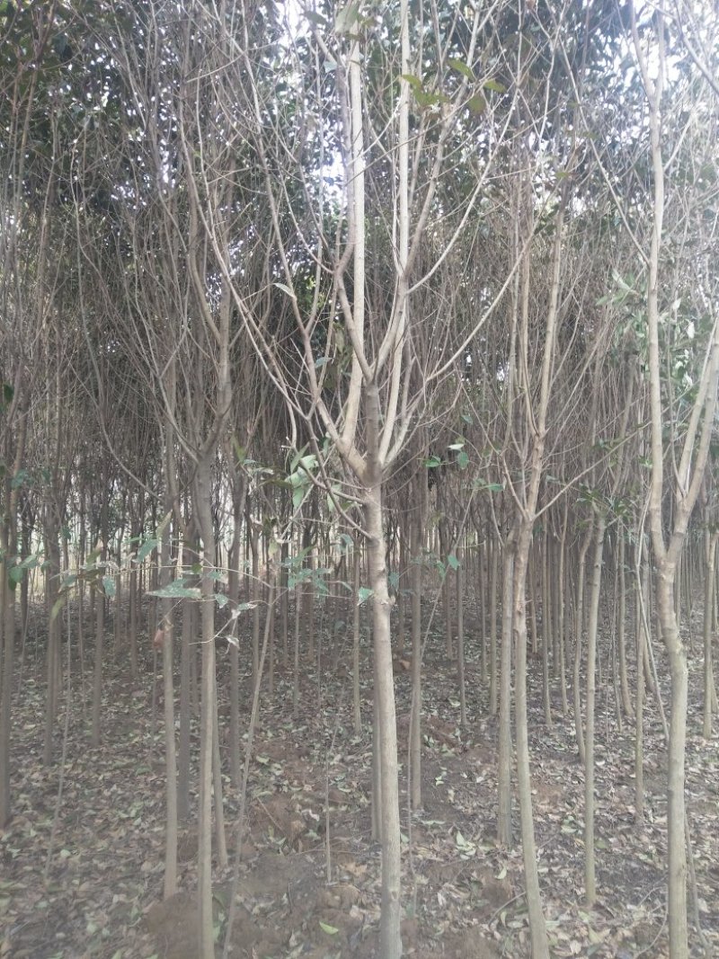 合欢八公分到十公分