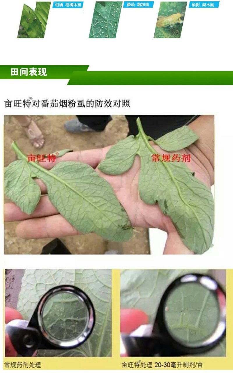 拜耳亩旺特螺虫乙酯烟粉虱蚧壳虫杀虫剂100毫升
