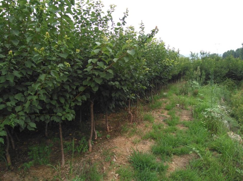 荷兰香蜜杏树苗基地供应量大质优价格优惠一手货源